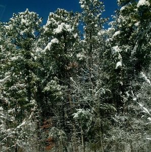 Meet your Posher, Santa